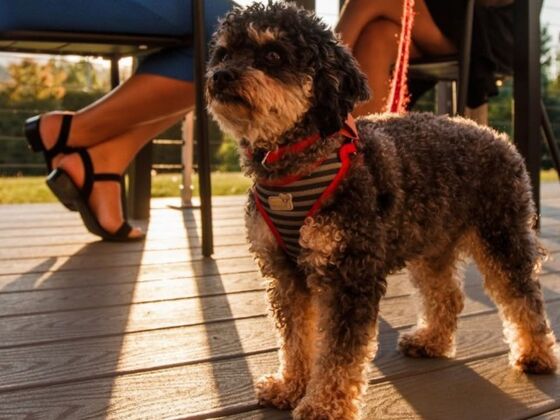 Estrimont - Cantons-de-l'Est - Doggy on Vacation