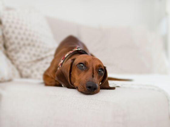 Hôtel Griffintown - Montréal - Doggy getaway