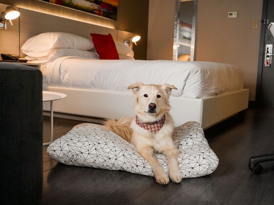 Hôtel Sépia - Québec - dog sleeping 