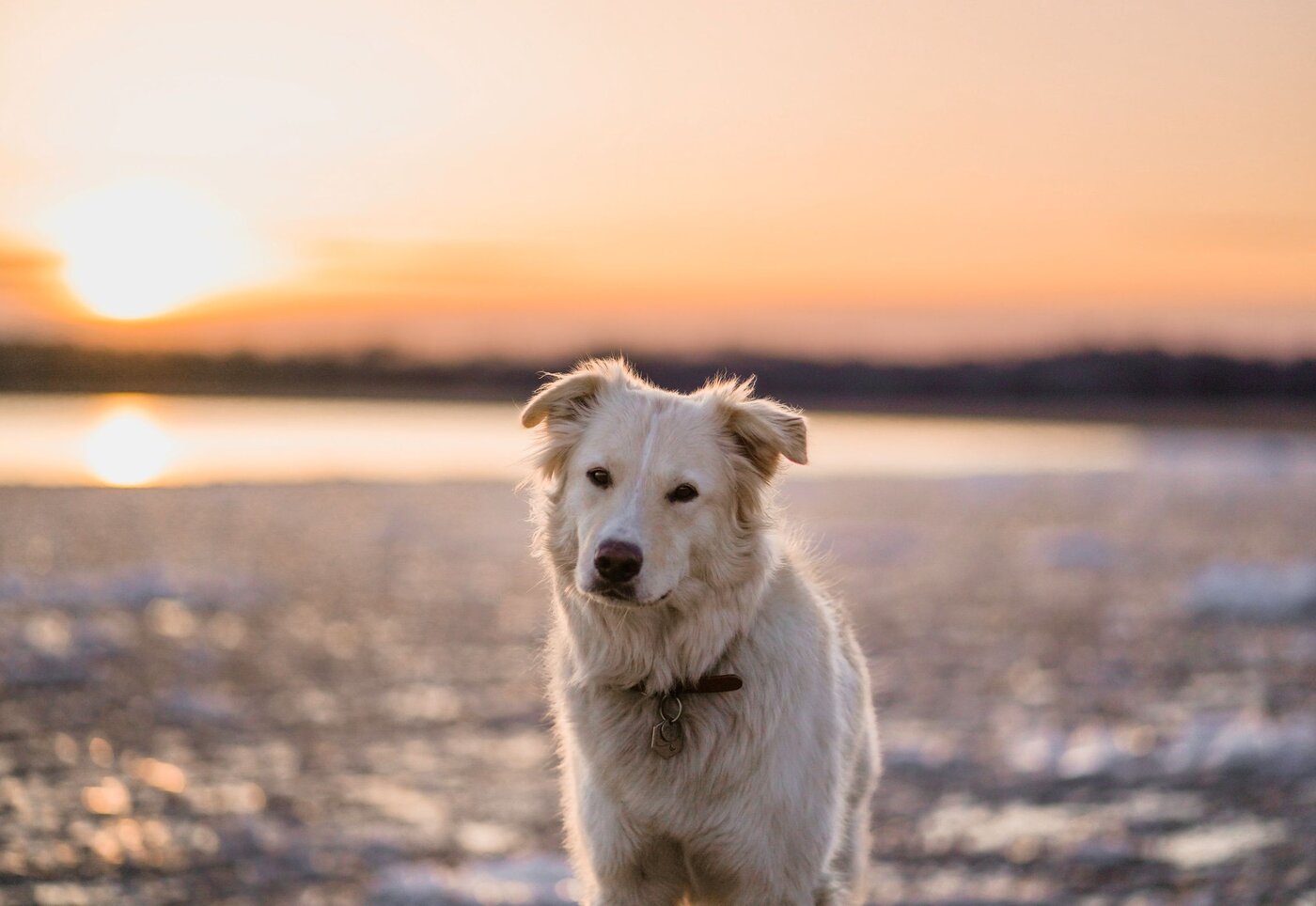 Auberge du Lac Taureau - Lanaudière - Doggy Getaway