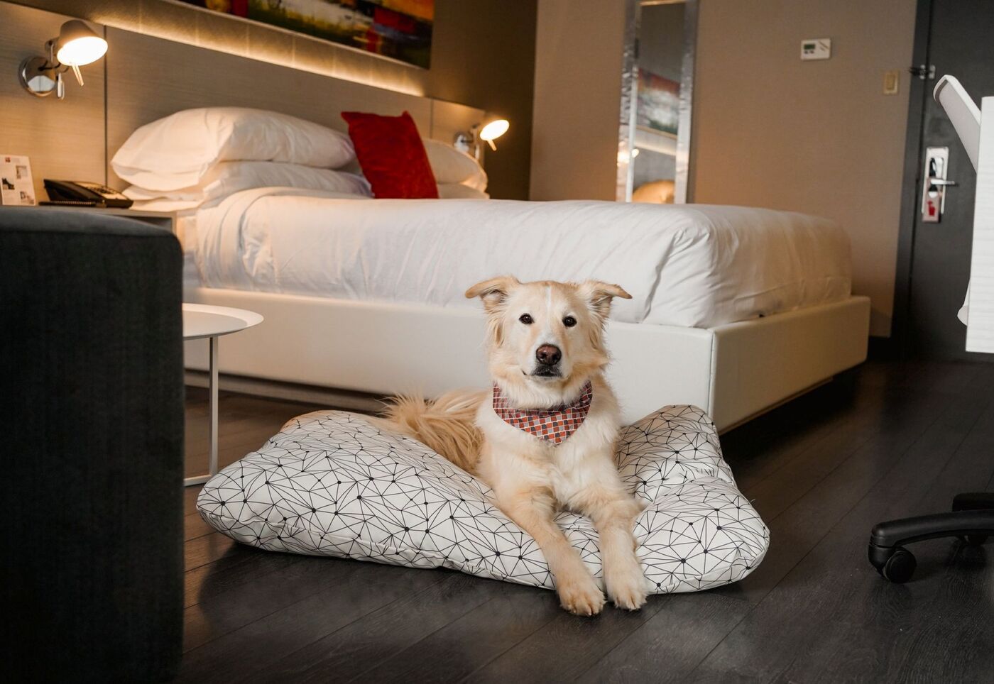 Hôtel Sépia - Québec - dog sleeping 