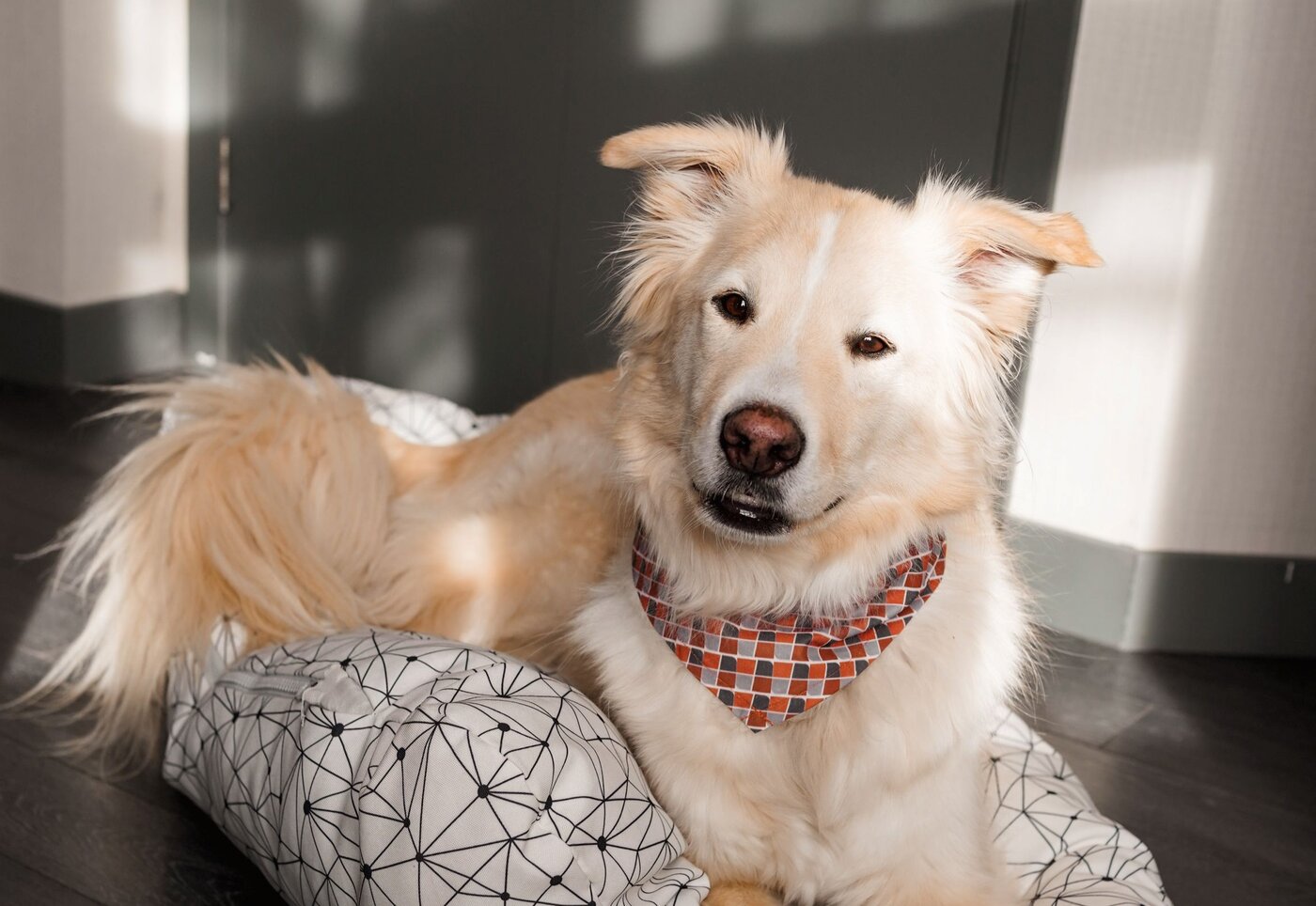 Hôtel Sépia - Quebec City - Doggy Getaway