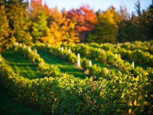 Auberge West Brome Eastern Townships vineyards