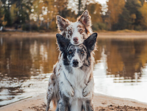 Auberge du Lac Taureau Lanaudière chien