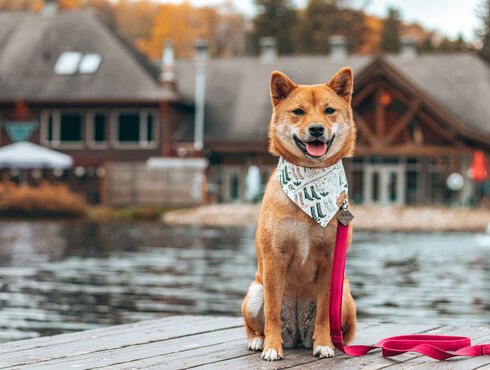 Auberge du Lac Taureau Lanaudière chien