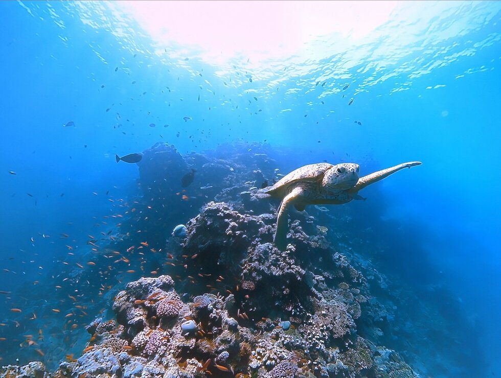 Hôtel Sépia - Québec - Aquarium du Québec