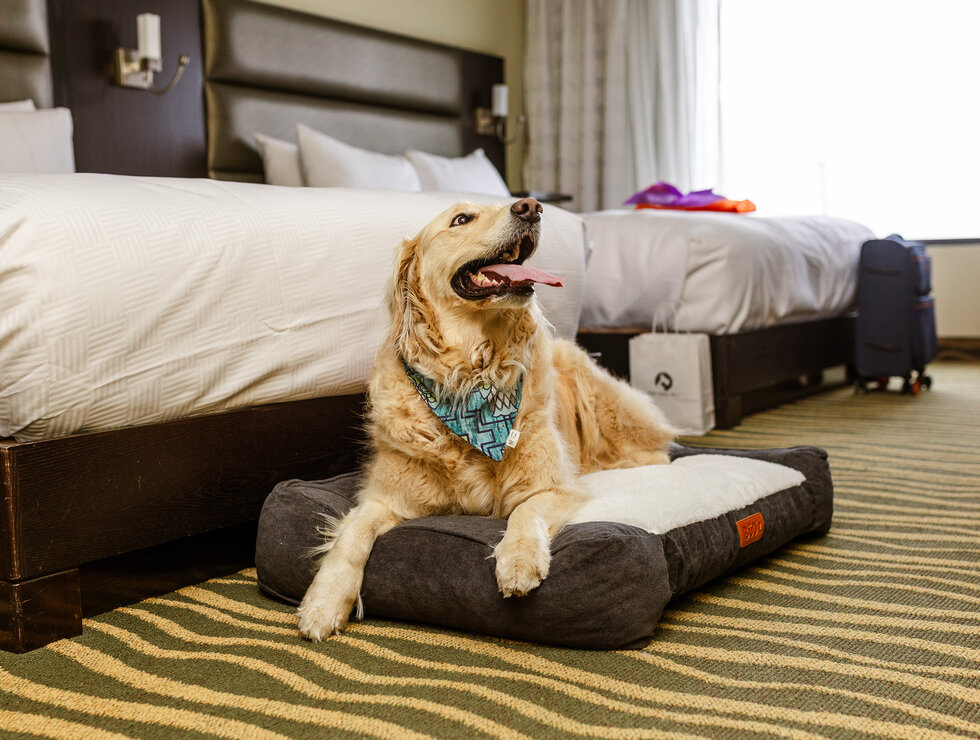 Hôtel Levesque - Bas-Saint-Laurent - voyagez avec votre chien