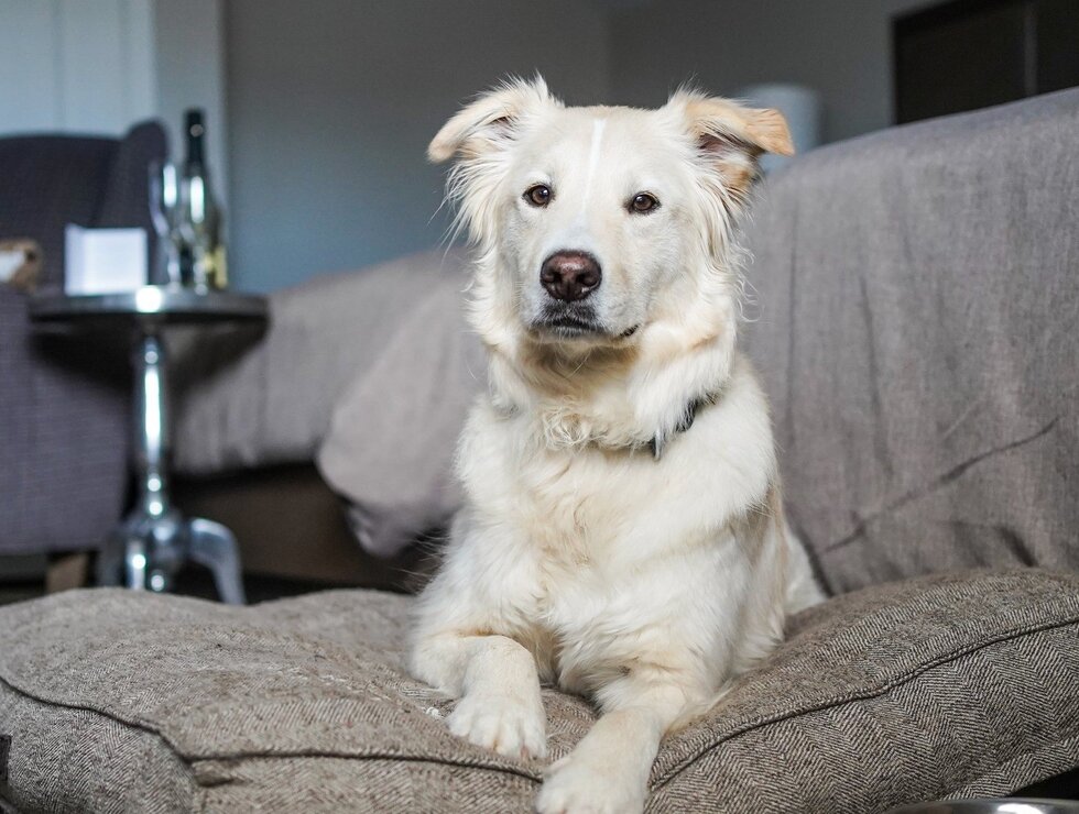 Hôtel Montfort Centre-du-Québec travel with your dog