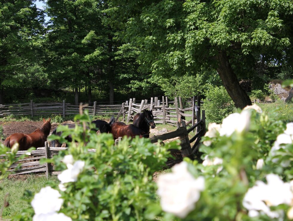 Le Baluchon Éco-villégiature Équitation
