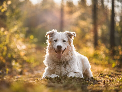 Moulin Wakefield Hôtel & Spa - Outaouais - Voyagez avec votre chien