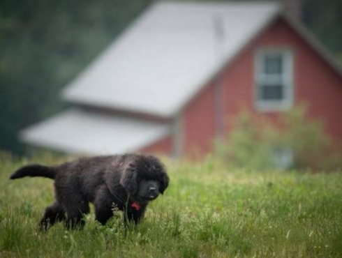 Moulin Wakefield Hôtel & Spa - Outaouais - Voyagez avec votre chien