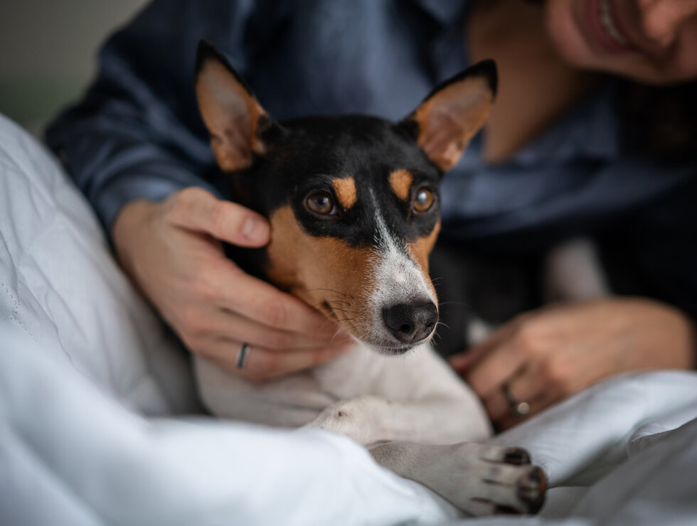 Hôtel MOCO Montérégie travel with your dog