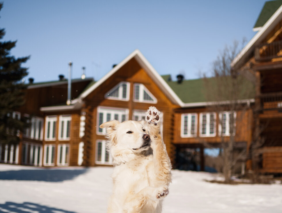 Auberge du Vieux Moulin - Lanaudière - Travel with your dog!