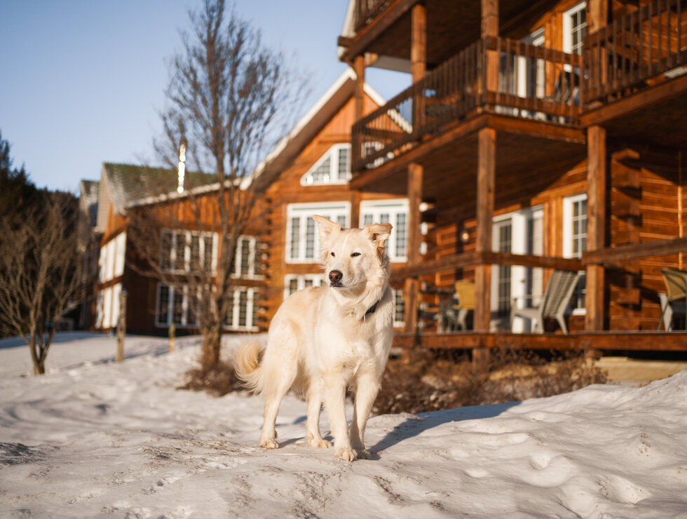 Auberge du Vieux Moulin - Lanaudière - Travel with your dog!