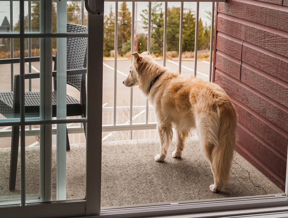 Voyagez avec toutou! - crédit photo : @onthegowithcharlot