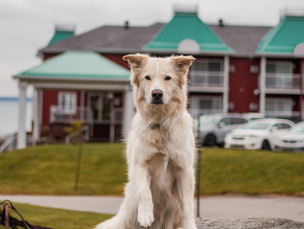 Voyagez avec toutou! - crédit photo : @onthegowithcharlot