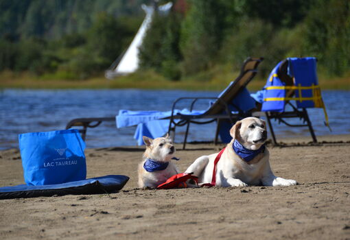 Auberge du Lac Taureau - Lanaudière - Beach day with doggy!